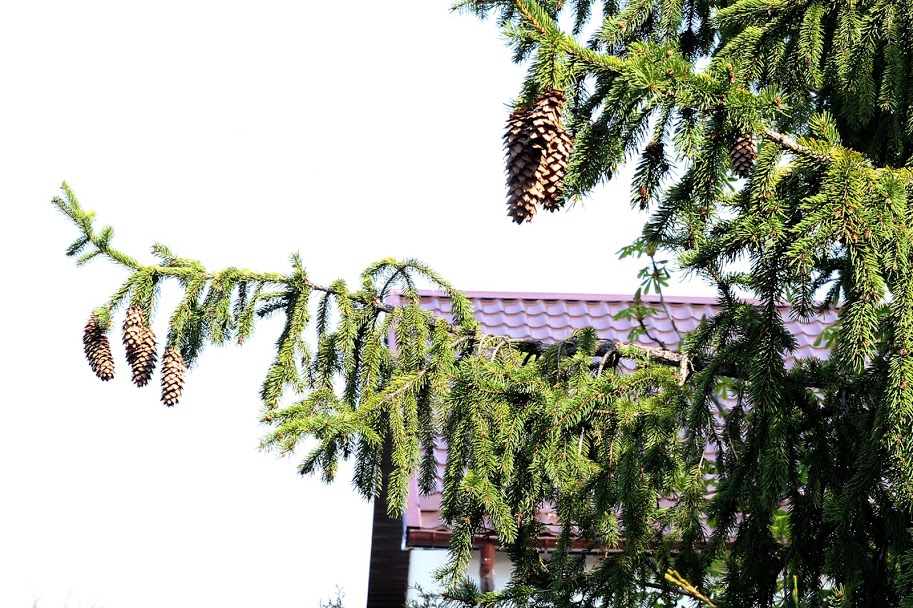 Будівля вже із новою покрівлею